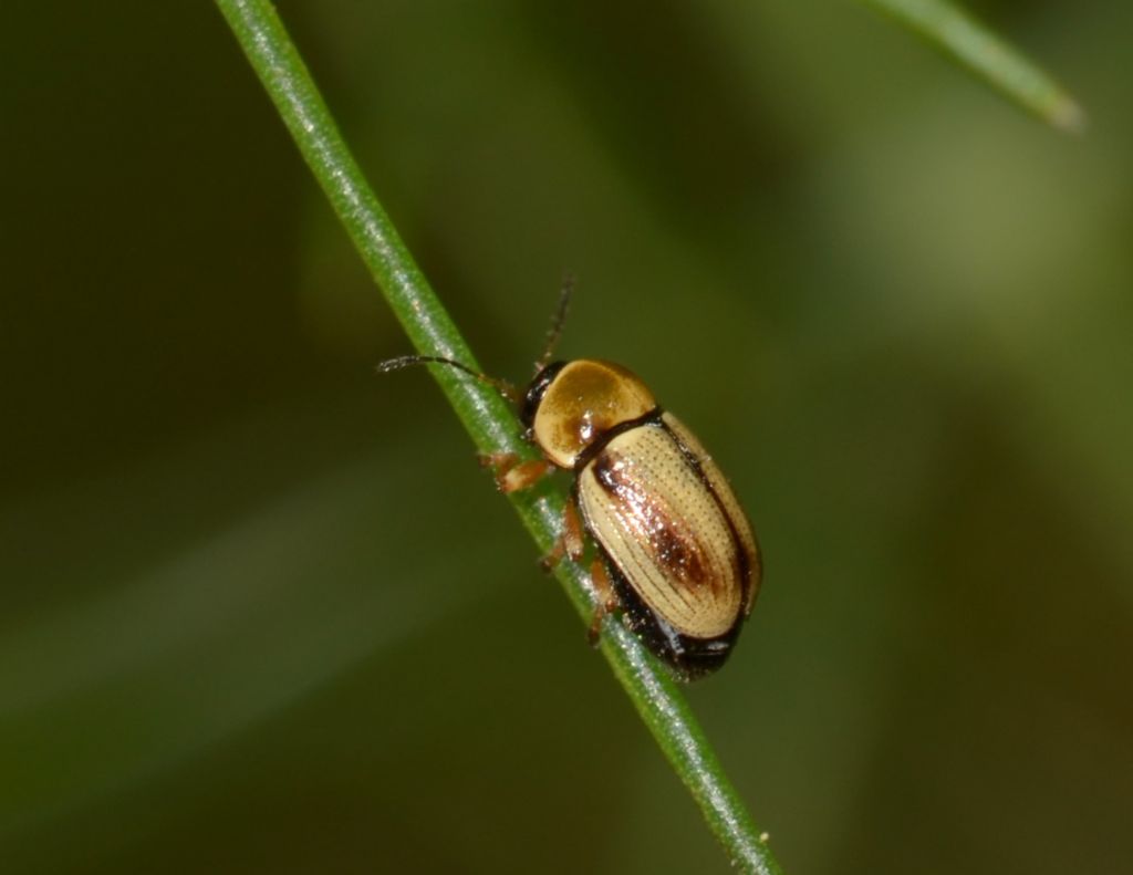 Chrysomelidae: Cryptocephalus fulvus